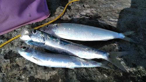 カタボシイワシの釣果