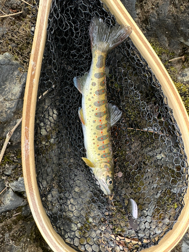 アマゴの釣果