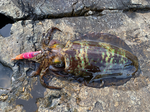 アオリイカの釣果