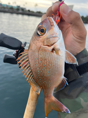 マダイの釣果