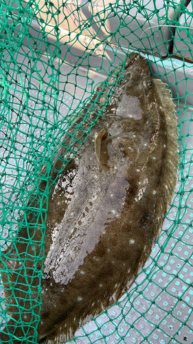 ヒラメの釣果