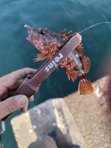 アラカブの釣果