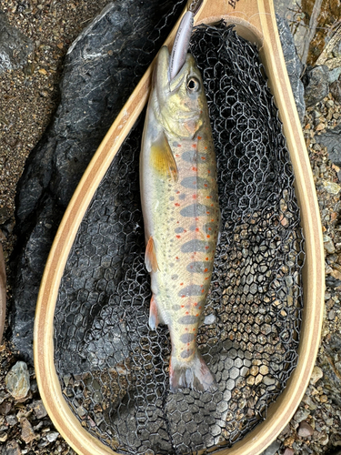 アマゴの釣果