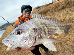 キチヌの釣果