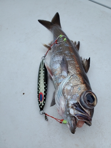 クロムツの釣果