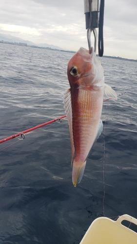 アマダイの釣果