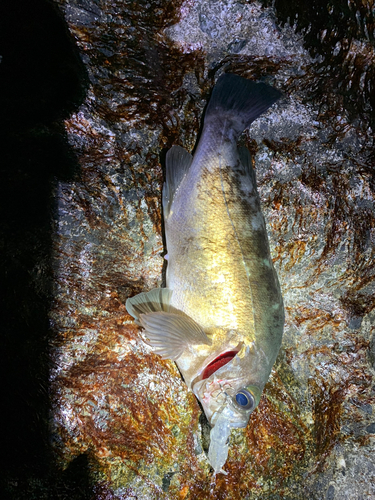 アカメバルの釣果