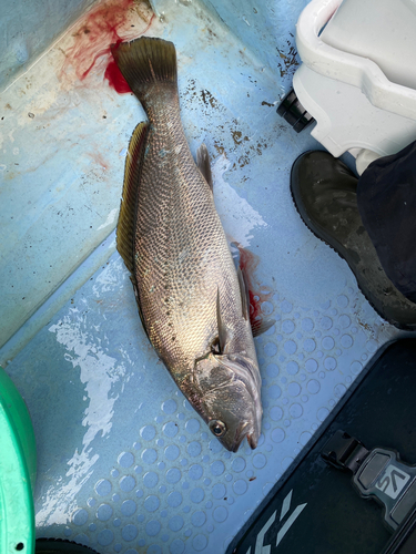 オオニベの釣果