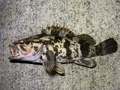 ベッコウゾイの釣果