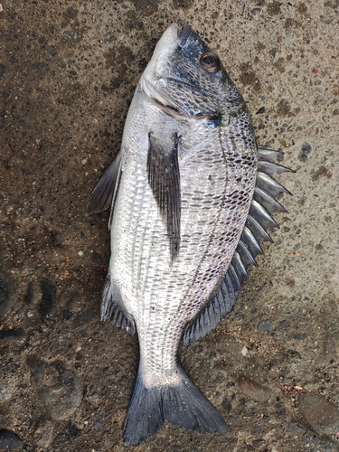 クロダイの釣果