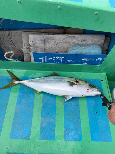 ハマチの釣果