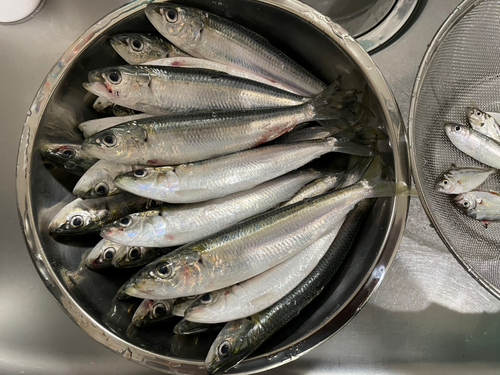 イワシの釣果