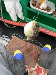 ショウサイフグの釣果