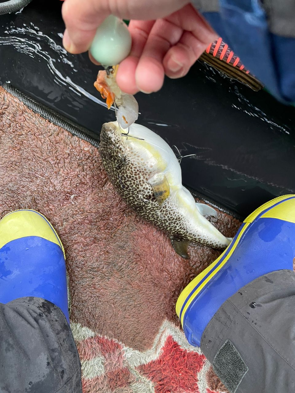 kouhe0110さんの釣果 2枚目の画像