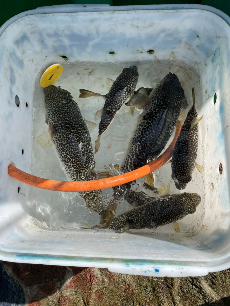 kouhe0110さんの釣果 3枚目の画像