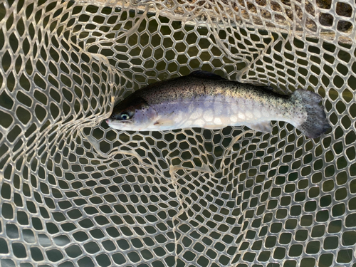 レインボートラウトの釣果