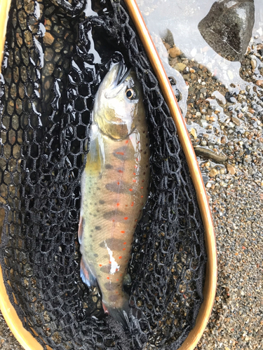 アマゴの釣果