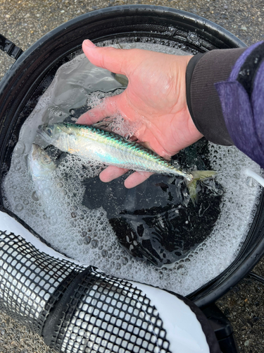 マサバの釣果