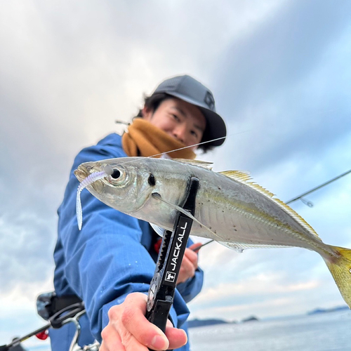 マアジの釣果