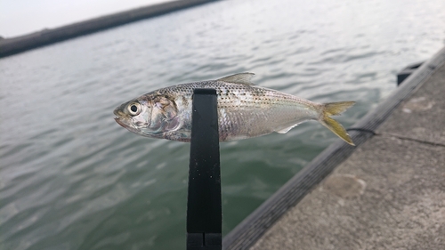 コハダの釣果