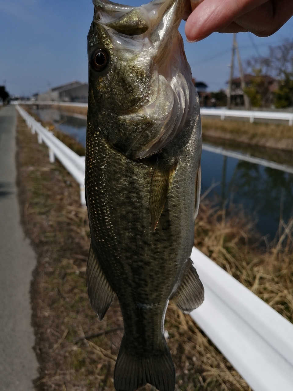 ブラックバス