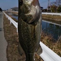 ブラックバス