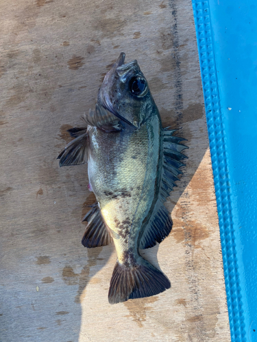 クロメバルの釣果