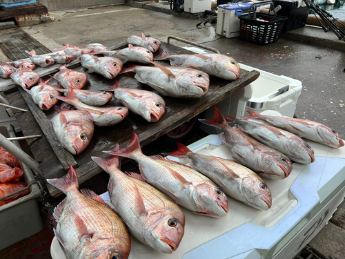 マダイの釣果