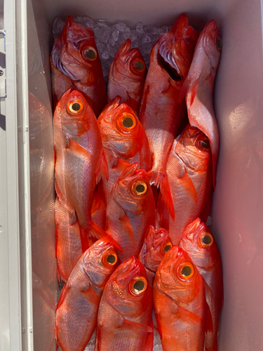 キンメダイの釣果