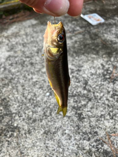 タカハヤの釣果