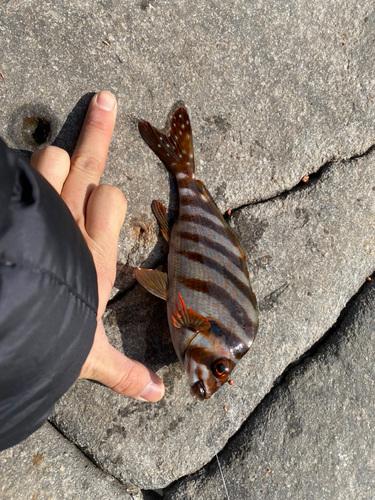 タカノハダイの釣果