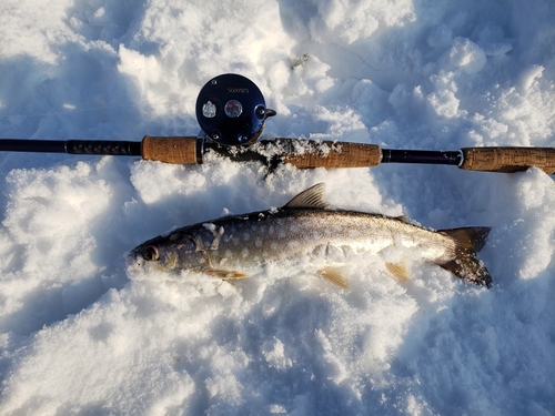 アメマスの釣果