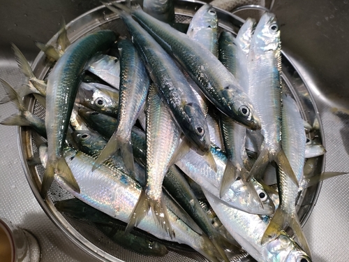 イワシの釣果