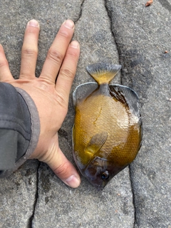 チョウチョウウオの釣果