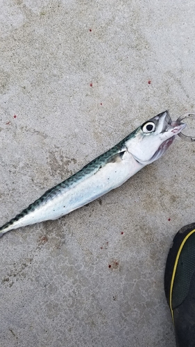 サバの釣果