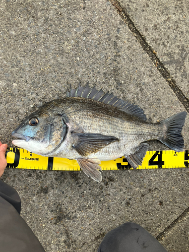 クロダイの釣果