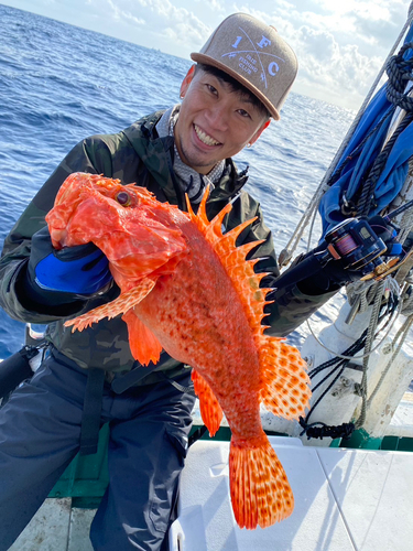 イズカサゴの釣果