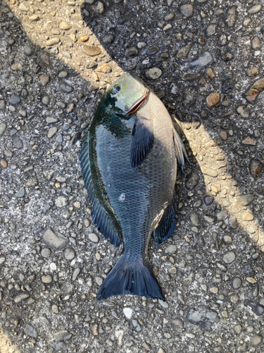 メジロの釣果