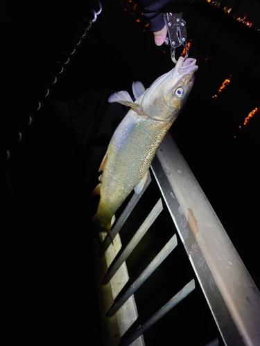 マルタウグイの釣果