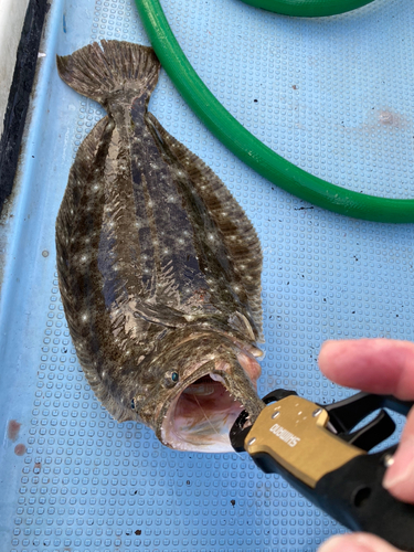 ヒラメの釣果