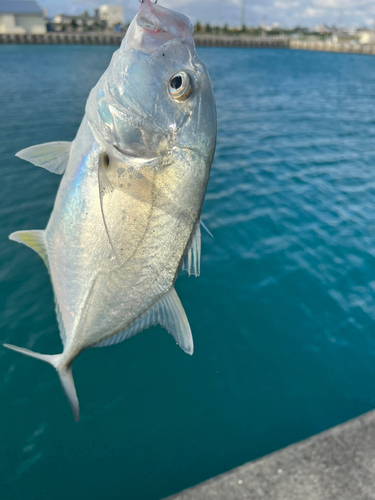 ガーラの釣果