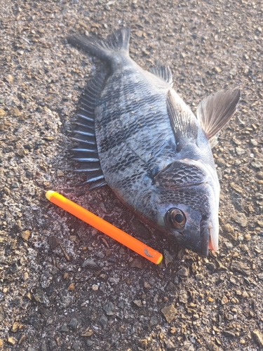 チヌの釣果