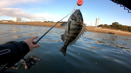 チヌの釣果