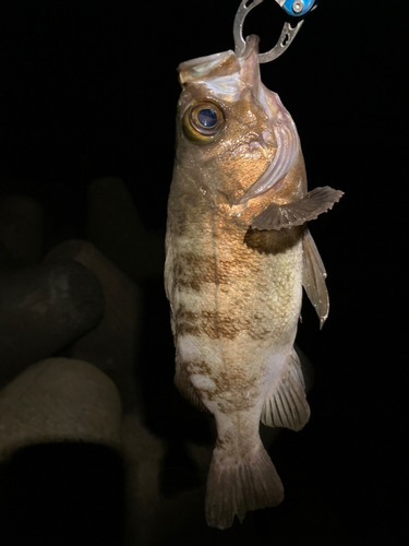 メバルの釣果