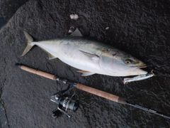 ブリの釣果