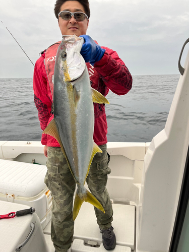 ヒラマサの釣果