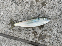 サッパの釣果