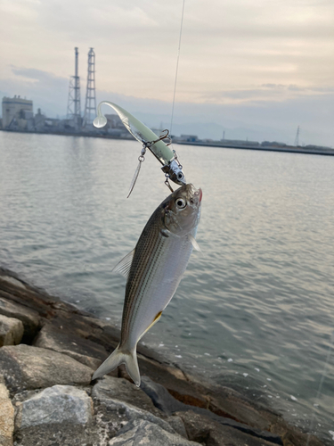 コノシロの釣果