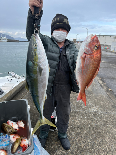 マダイの釣果