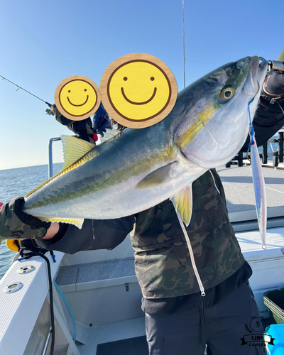 メジロの釣果